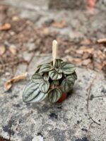 Zdjęcie Peperomia Piccolo Banda w kategorii rośliny, ujęcie 1