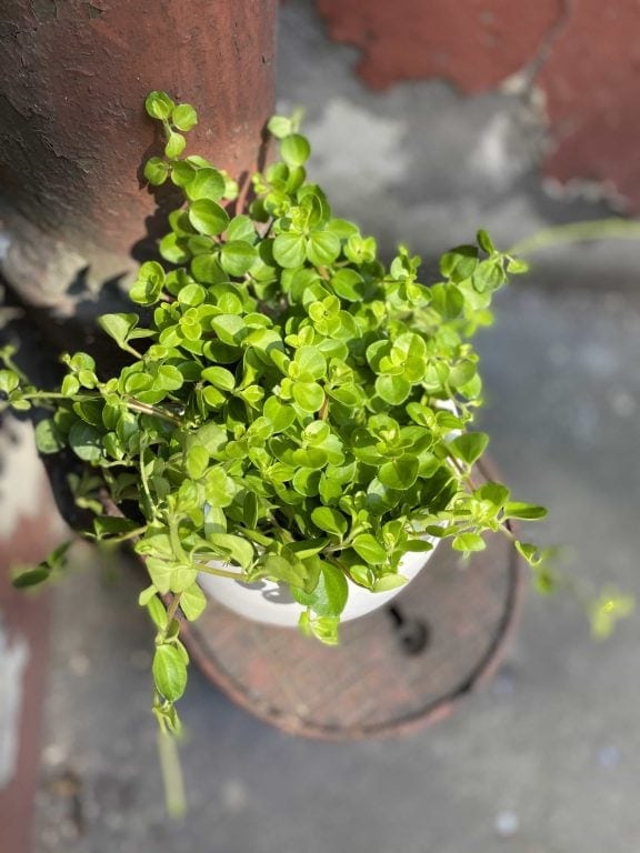 Zdjęcie Peperomia rotundifolia w kategorii rośliny, ujęcie 1