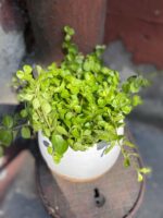 Zdjęcie Peperomia rotundifolia w kategorii rośliny, ujęcie 2