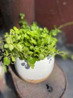 Zdjęcie Peperomia rotundifolia w kategorii rośliny, ujęcie 3