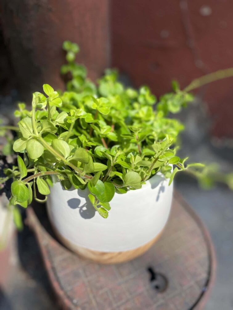 Zdjęcie Peperomia rotundifolia w kategorii rośliny, ujęcie 3