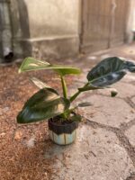 Zdjęcie Philodendron Millions w kategorii rośliny, ujęcie 2