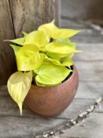 Zdjęcie Philodendron Scandens Lemon Lime w kategorii rośliny, ujęcie 1