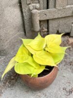 Zdjęcie Philodendron Scandens Lemon Lime w kategorii rośliny, ujęcie 3