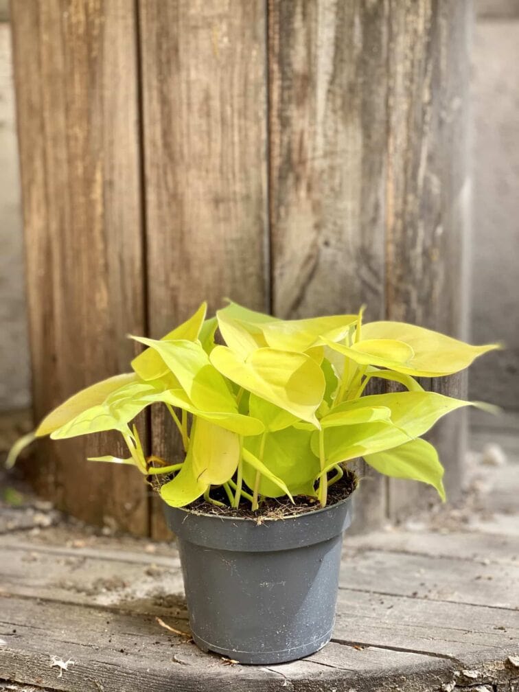 Zdjęcie Philodendron Scandens Lemon Lime w kategorii rośliny, ujęcie 4
