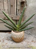 Zdjęcie Sansevieria cylindrowa Tiara Emerald w kategorii rośliny, ujęcie 1