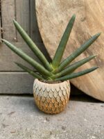 Zdjęcie Sansevieria cylindrowa Tiara Emerald w kategorii rośliny, ujęcie 2