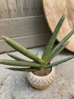 Zdjęcie Sansevieria cylindrowa Tiara Emerald w kategorii rośliny, ujęcie 3