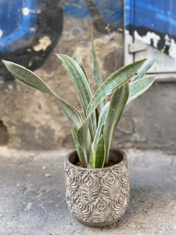 Zdjęcie Sansevieria Metallica w kategorii rośliny, ujęcie 1
