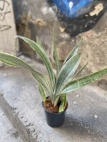 Zdjęcie Sansevieria Metallica w kategorii rośliny, ujęcie 2