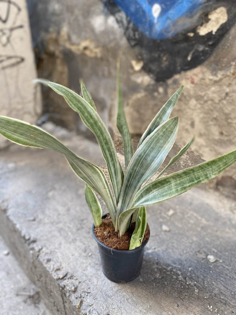 Zdjęcie Sansevieria Metallica w kategorii rośliny, ujęcie 2