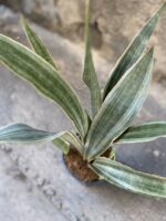 Zdjęcie Sansevieria Metallica w kategorii rośliny, ujęcie 3