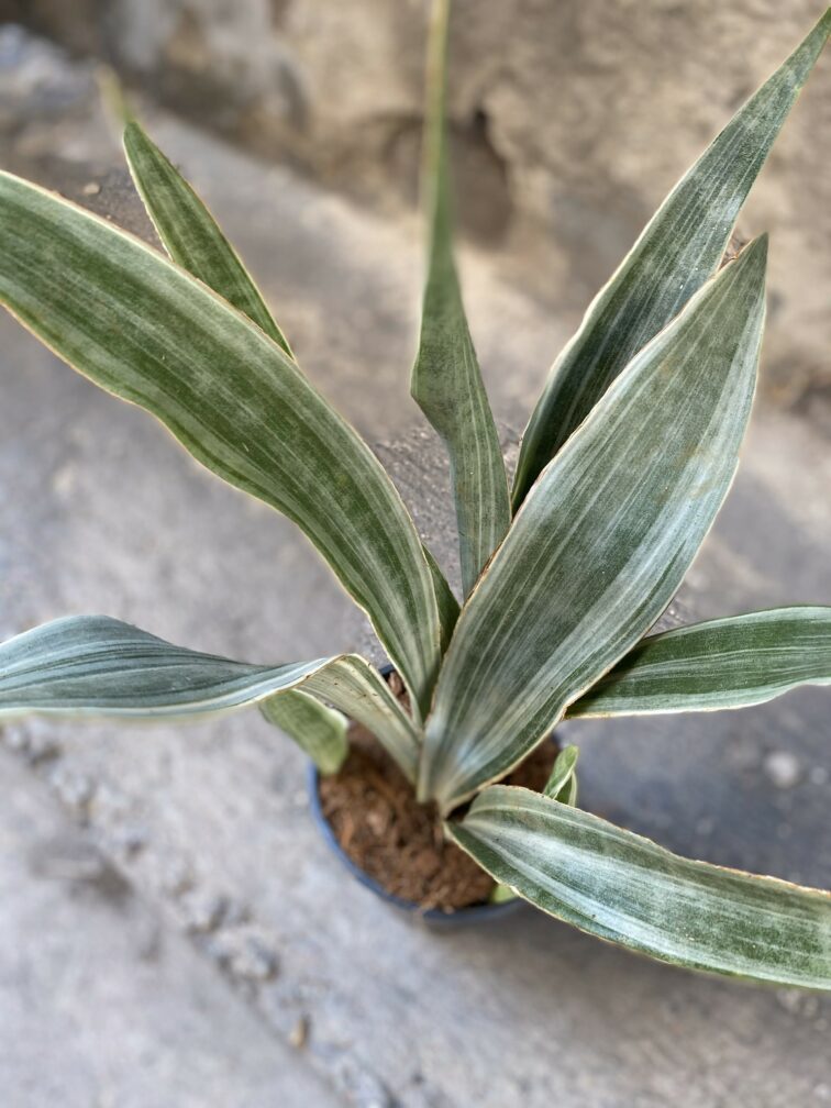 Zdjęcie Sansevieria Metallica w kategorii rośliny, ujęcie 3