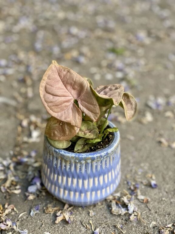 Zdjęcie Syngonium Neon Robusta w kategorii rośliny, ujęcie 1