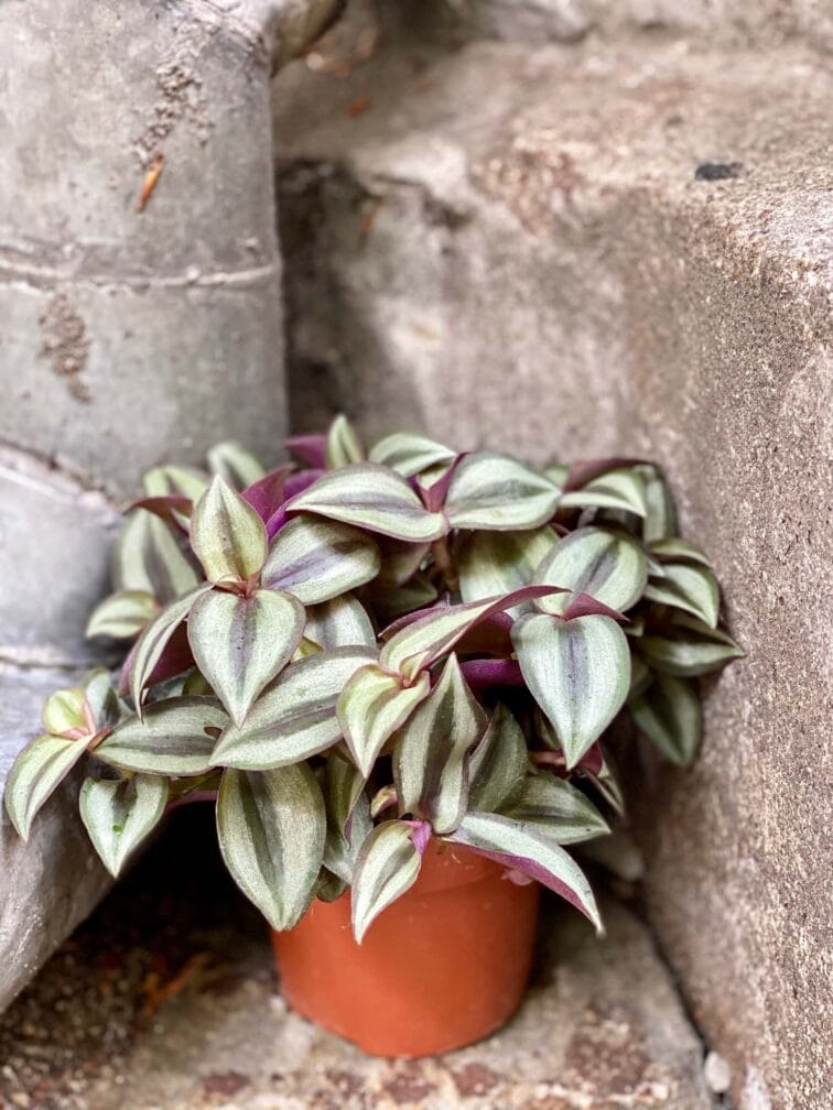 Zdjęcie Tradescantia zebrina Jungle Jewel (Trzykrotka ) w kategorii rośliny, ujęcie 1