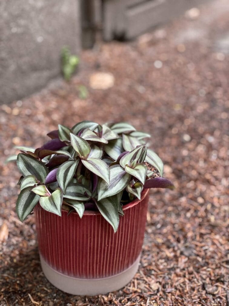 Zdjęcie Tradescantia zebrina Jungle Jewel (Trzykrotka ) w kategorii rośliny, ujęcie 2