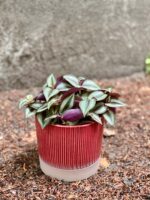 Zdjęcie Tradescantia zebrina Jungle Jewel (Trzykrotka ) w kategorii rośliny, ujęcie 3