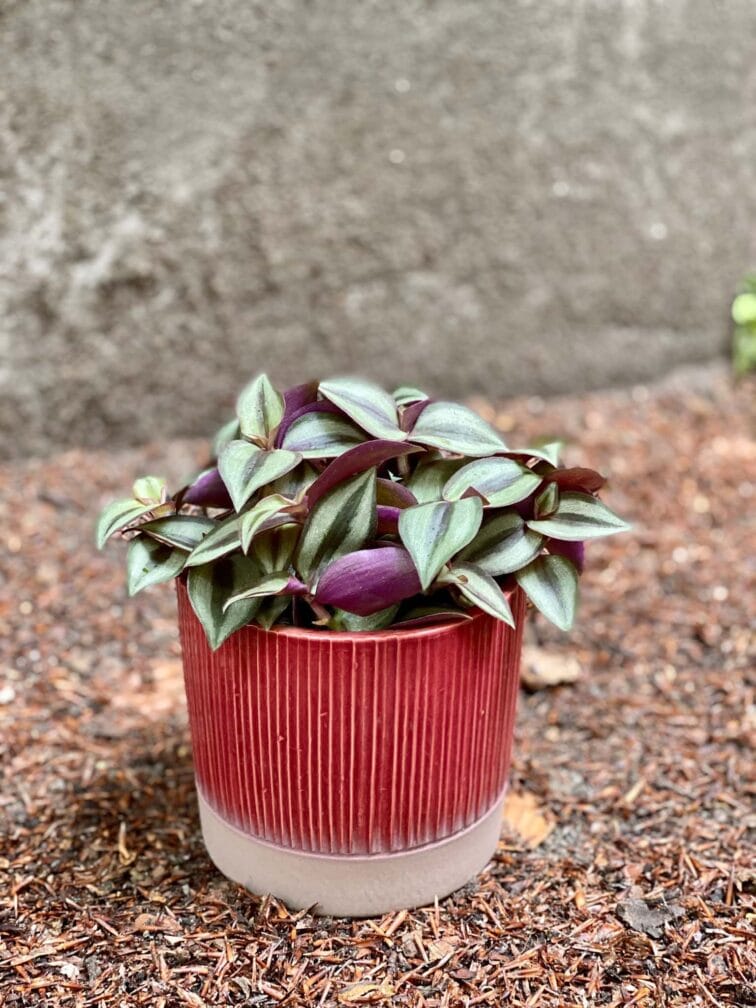 Zdjęcie Tradescantia zebrina Jungle Jewel (Trzykrotka ) w kategorii rośliny, ujęcie 3