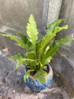 Zdjęcie Asplenium Nidus Campio w kategorii rośliny, ujęcie 1