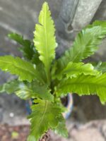 Zdjęcie Asplenium Nidus Campio w kategorii rośliny, ujęcie 2