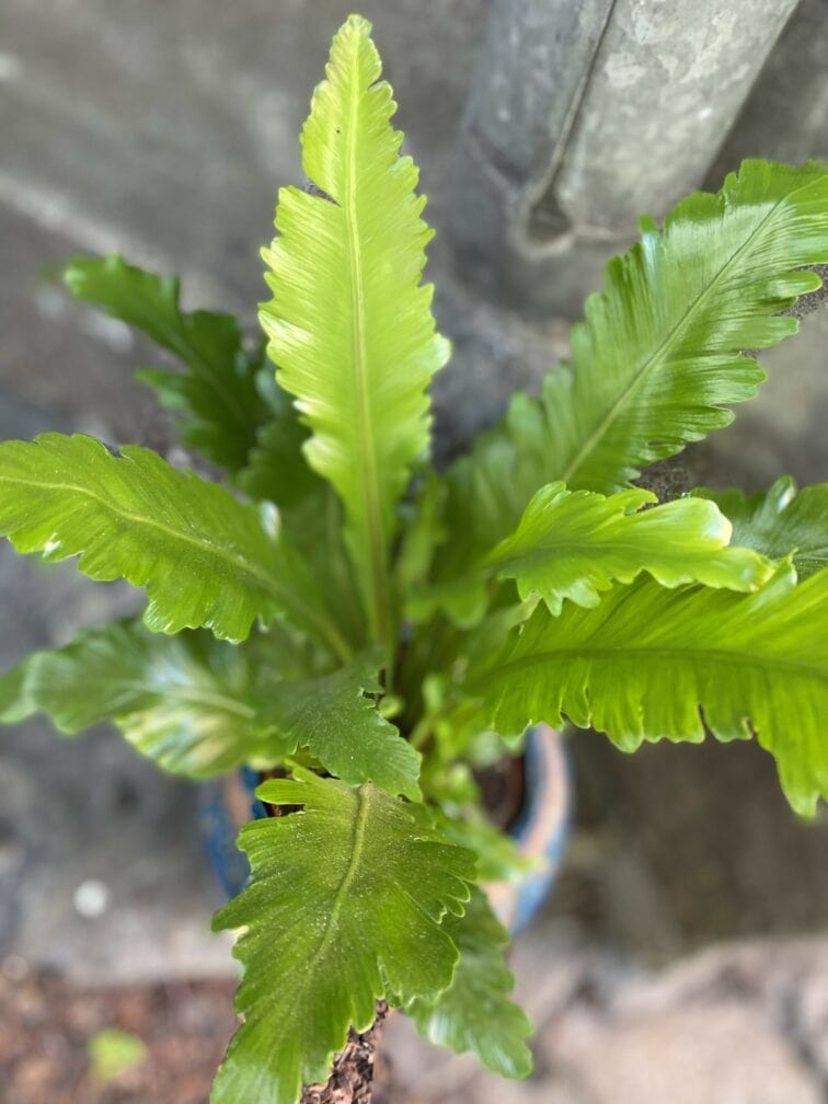 Zdjęcie Asplenium Nidus Campio w kategorii rośliny, ujęcie 2