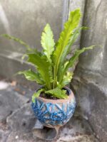 Zdjęcie Asplenium Nidus Campio w kategorii rośliny, ujęcie 3