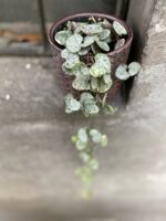 Zdjęcie Ceropegia woodii Marlies variegata w kategorii rośliny, ujęcie 1