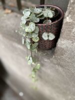 Zdjęcie Ceropegia woodii Marlies variegata w kategorii rośliny, ujęcie 2