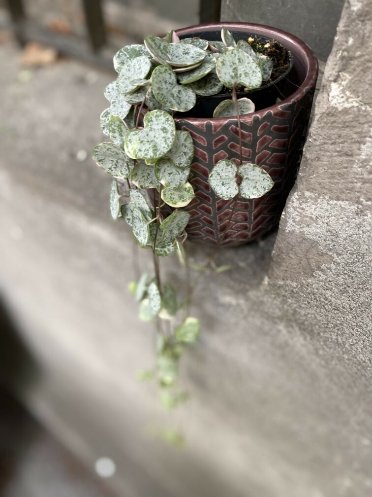 Zdjęcie Ceropegia woodii Marlies variegata w kategorii rośliny, ujęcie 2