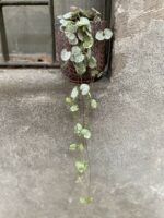 Zdjęcie Ceropegia woodii Marlies variegata w kategorii rośliny, ujęcie 3