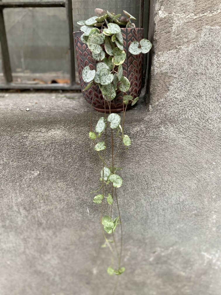 Zdjęcie Ceropegia woodii Marlies variegata w kategorii rośliny, ujęcie 3