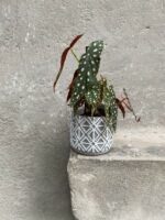 Zdjęcie Osłonka Pajęczyna 12x12 cm w kategorii doniczki, ujęcie 2
