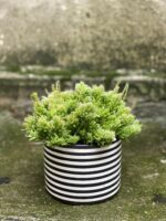 Zdjęcie Rhipsalis mesembryanthemoides (Patyczak) w kategorii rośliny, ujęcie 2