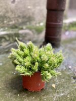 Zdjęcie Rhipsalis mesembryanthemoides (Patyczak) w kategorii rośliny, ujęcie 3