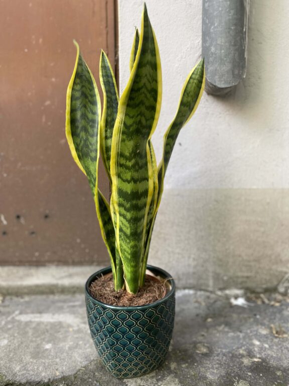 Zdjęcie Sansevieria Laurenti w kategorii rośliny, ujęcie 1