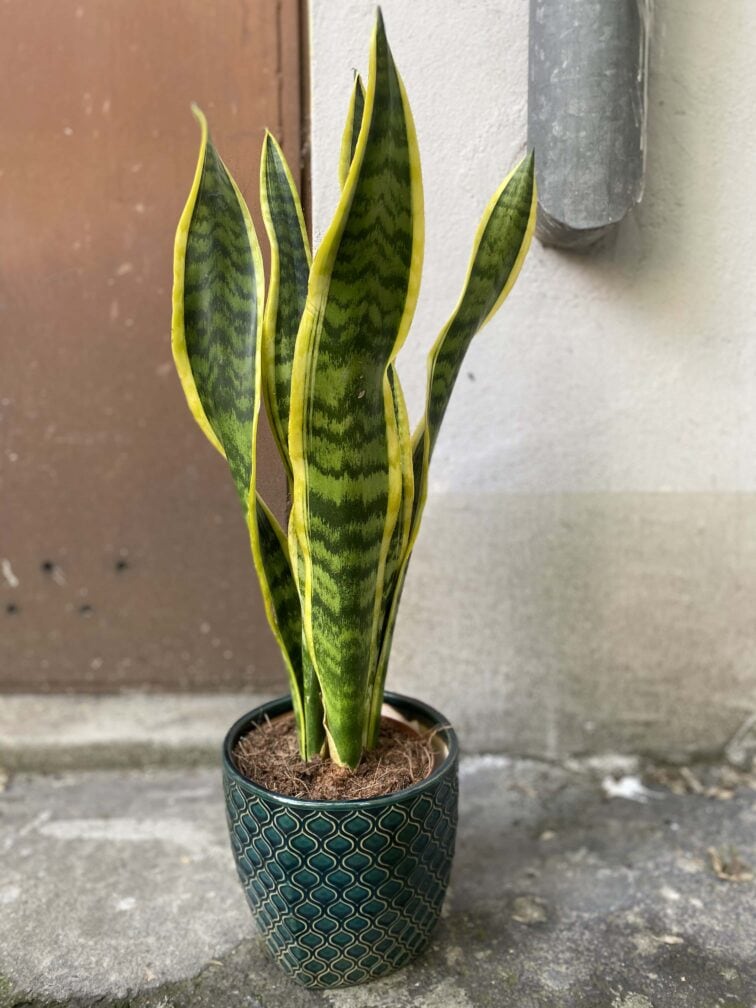 Zdjęcie Sansevieria Laurenti w kategorii rośliny, ujęcie 1