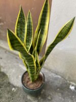 Zdjęcie Sansevieria Laurenti w kategorii rośliny, ujęcie 2