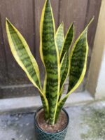 Zdjęcie Sansevieria Laurenti w kategorii rośliny, ujęcie 3