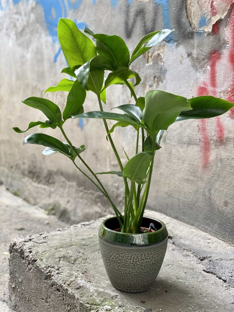 Zdjęcie Thaumatophyllum spruceanum w kategorii rośliny, ujęcie 1