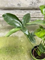 Zdjęcie Thaumatophyllum spruceanum w kategorii rośliny, ujęcie 2