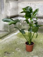 Zdjęcie Thaumatophyllum spruceanum w kategorii rośliny, ujęcie 3