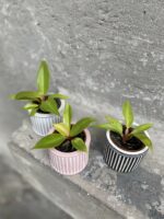 Zdjęcie rośliny Philodendron Orange, ujęcie 1