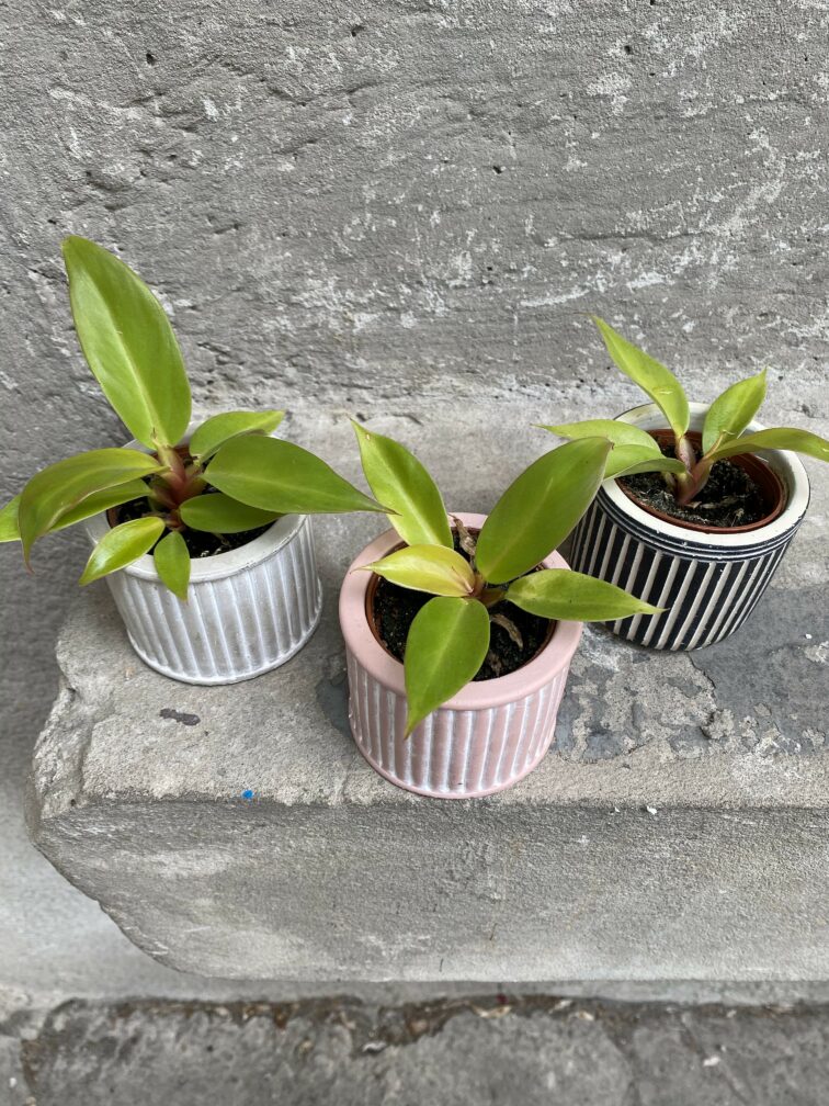 Zdjęcie rośliny Philodendron Orange, ujęcie 2