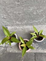 Zdjęcie rośliny Philodendron Orange, ujęcie 3