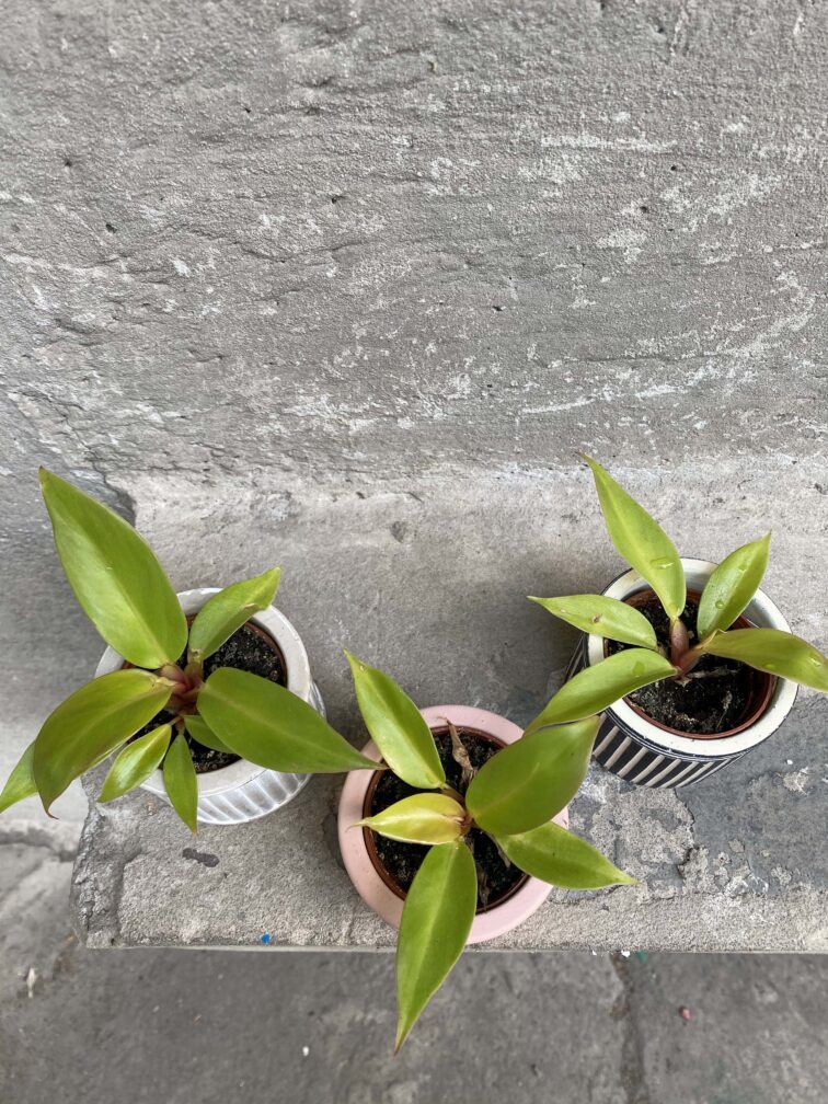 Zdjęcie rośliny Philodendron Orange, ujęcie 3