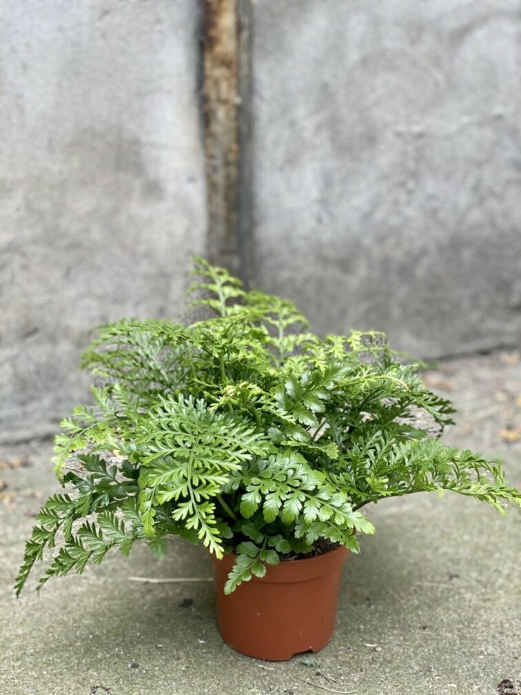 Asplenium Parvati gęsta paproć paprotka - zdjęcie rośliny doniczkowej