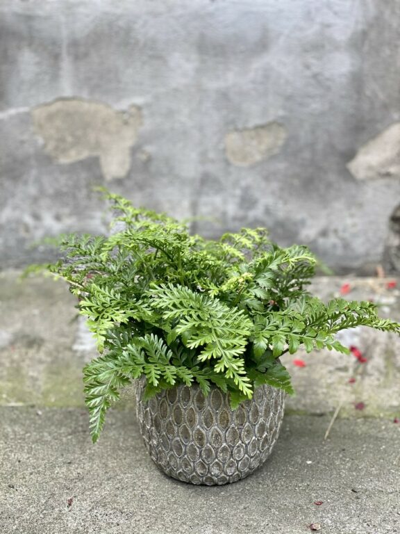 Asplenium Parvati (Zanokcica)