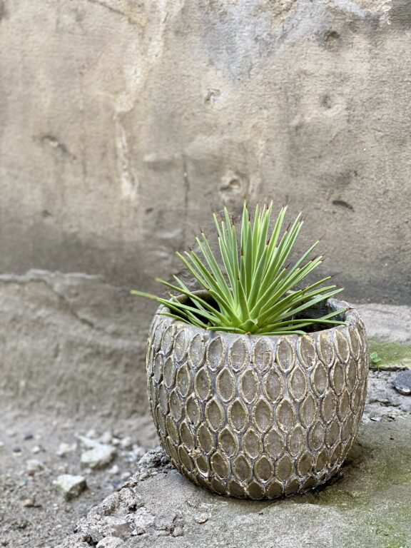 Zdjęcie Agave stricta Nana w kategorii rośliny, ujęcie 1