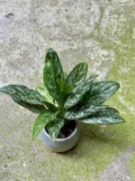 Zdjęcie Aglaonema Tigress w kategorii rośliny, ujęcie 1