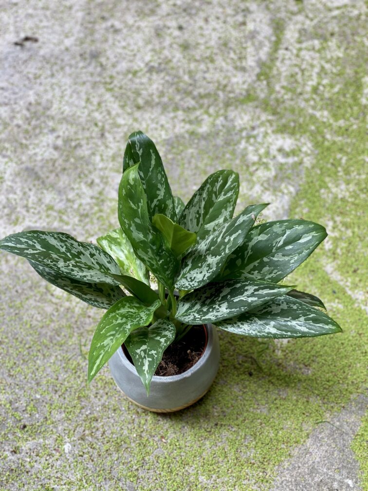 Zdjęcie Aglaonema Tigress w kategorii rośliny, ujęcie 1